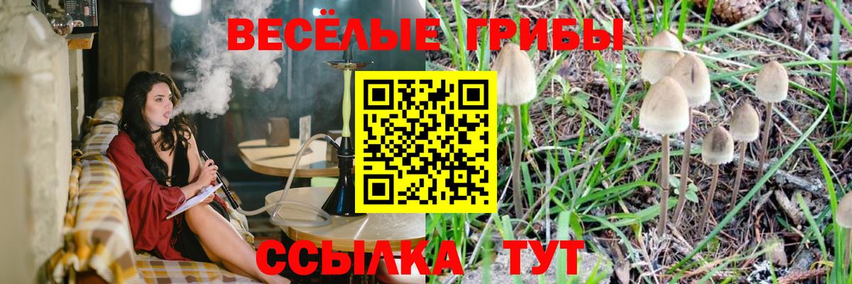 Псилоцибиновые грибы Psilocybe Мытищи